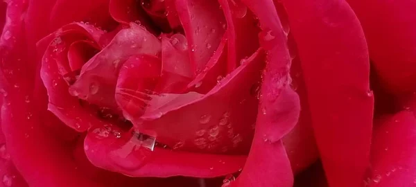 Rosas Rosse Gotas Agua Los Pétalos Rojo Fresco Srping Fondo —  Fotos de Stock