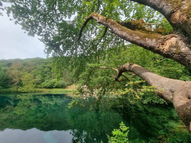 Platanus ağaçlarının yeşil yaprakları Viros Gölü 'nde Louros Nehri' nin pınarlarında köydeki voulista ioannina Greek 