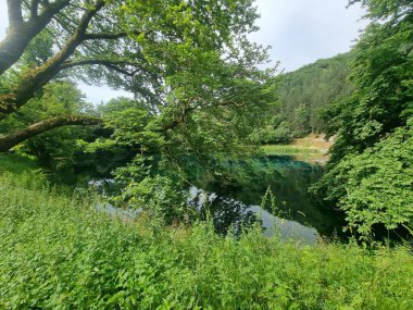 Platanus ağaçlarının yeşil yaprakları Viros Gölü 'nde Louros Nehri' nin pınarlarında köydeki voulista ioannina Greek 