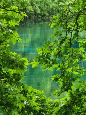 Platanus ağaçlarının yeşil yaprakları Viros Gölü 'nde Louros Nehri' nin pınarlarında köydeki voulista ioannina Greek 