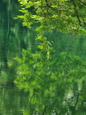 Platanus ağaçlarının yeşil yaprakları Viros Gölü 'nde Louros Nehri' nin pınarlarında köydeki voulista ioannina Greek 