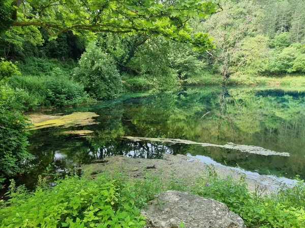Grüne Frische Blätter Von Platanusbäumen Lake Viros Quellen Des Flusses — Stockfoto