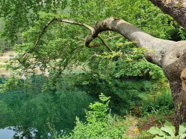 Grüne Frische Blätter Von Platanusbäumen Lake Viros Quellen Des Flusses — Stockfoto