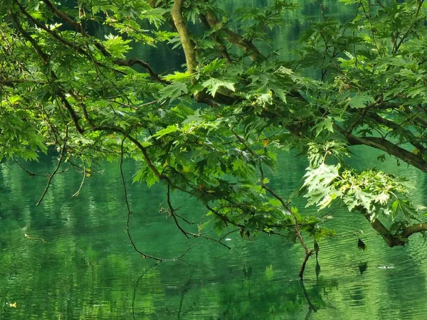 Hojas Verdes Frescas Platanus Árboles Lago Viros Manantiales Louros Río — Foto de Stock