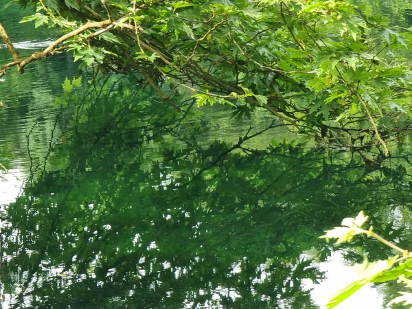 Hojas Verdes Frescas Platanus Árboles Lago Viros Manantiales Louros Río — Foto de Stock