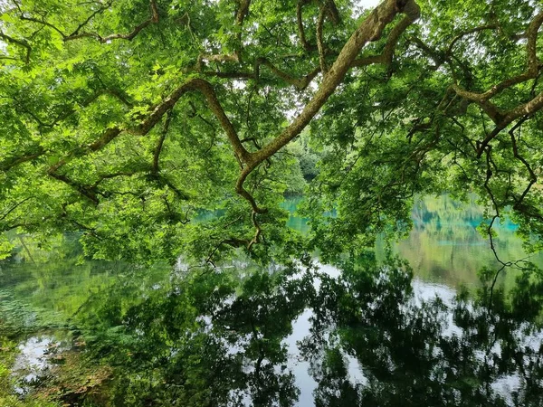 Folhas Frescas Verdes Árvores Platanus Lago Viros Nascentes Rio Louros — Fotografia de Stock
