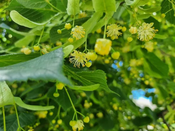 Linden Çayı Yaprakları Çiçekler Taze Bitkisel Çay — Stok fotoğraf