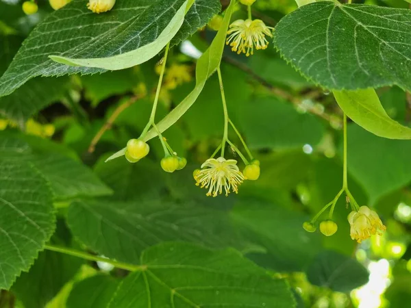 stock image tilia  linden tea leaves and flowers herbal fresh tea