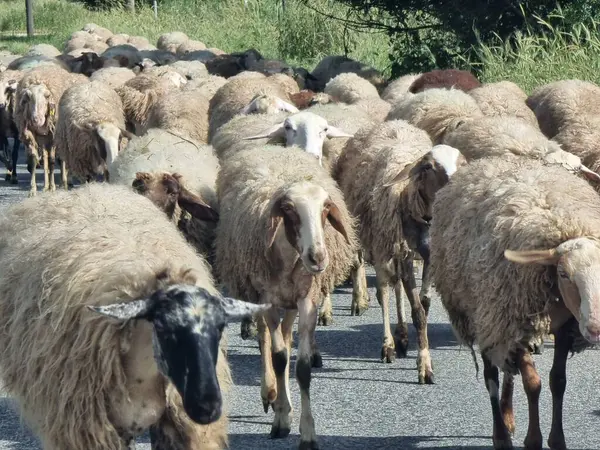 Sheeps Shepp Folk Front View Heads Greece — Stock Photo, Image