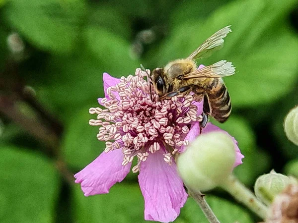 蜂カット翼バローラ病収集蜂蜜上のブラブル花 — ストック写真