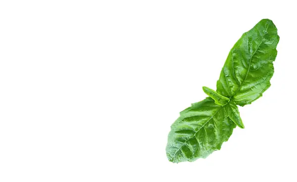 Basilico Pesto Πλατύφυλλο Απομονωμένο Πράσινο Για Φόντο — Φωτογραφία Αρχείου