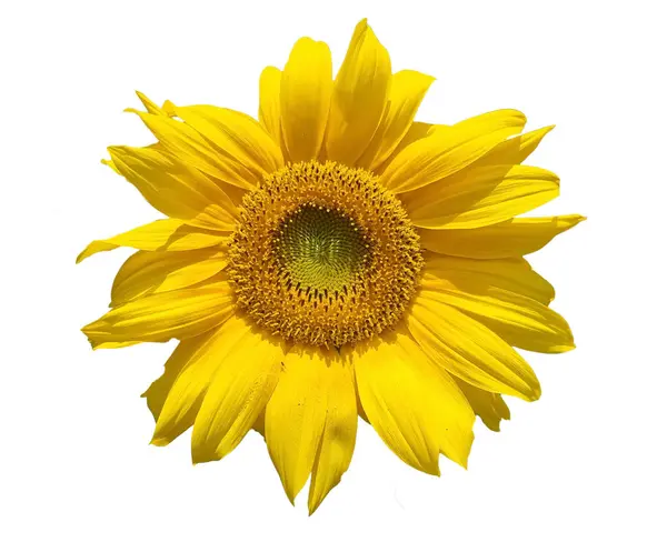 Słonecznik Kwiaty Odizolowane Żółty Żywe Kolory Tle — Zdjęcie stockowe