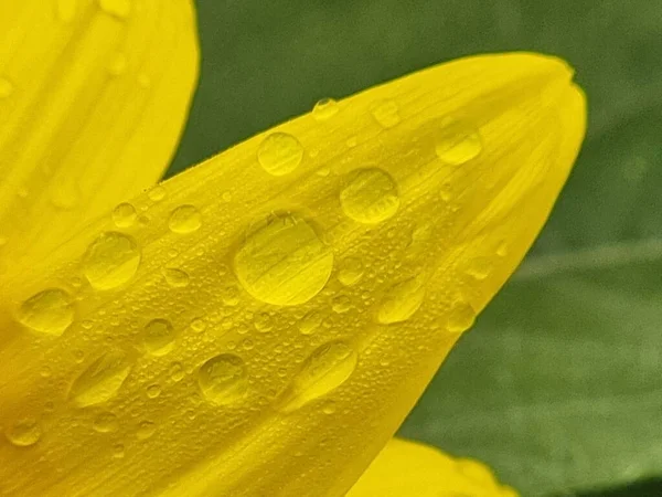 Blomma Solros Droppe Vatten Droppe Efter Regn Detaljer Blomma Bakgrund — Stockfoto
