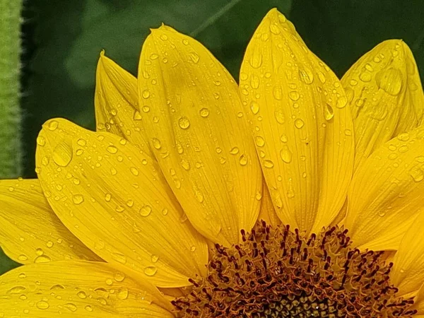 Kwiat Słonecznik Kropla Wody Kropla Deszczu Szczegóły Kwitną Tło — Zdjęcie stockowe
