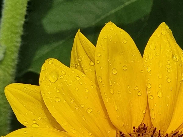 Квітка Соняшник Крапля Води Падіння Після Дощу Деталі Квітучого Фону — стокове фото