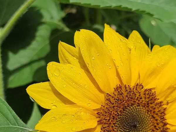 Blume Sonnenblume Tröpfchen Wassertropfen Nach Regen Details Blüte Hintergrund — Stockfoto