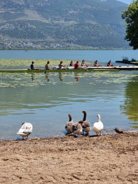 Kürek çeken kürekçiler yaz mevsiminde ioannina ağaçlarının altında Pamvotis Gölü 'nde antrenman yapıyorlar.