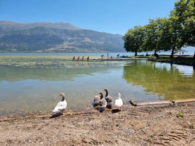 Kürek çeken kürekçiler yaz mevsiminde ioannina ağaçlarının altında Pamvotis Gölü 'nde antrenman yapıyorlar.