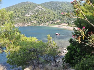 Gökyüzü ya da Skiros Adası, Pefkos plajı çam ağaçları, Yunan adalarında yaz mevsiminin yanında.