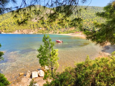 Gökyüzü ya da Skiros Adası, Pefkos plajı çam ağaçları, Yunan adalarında yaz mevsiminin yanında.
