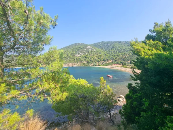 stock image skyros or skiros island, pefkos beach pine trees beside the sea summer destination in greece islands