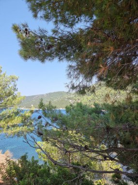 Gökyüzü ya da Skiros Adası, Pefkos plajı çam ağaçları, Yunan adalarında yaz mevsiminin yanında.