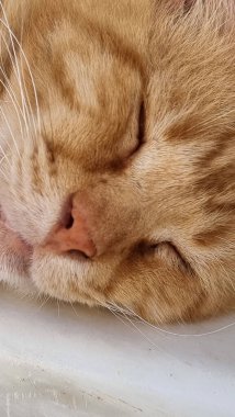 Kedi uyuyan yüz burunlu, turuncu gözlü, ayrıntıları kapat.