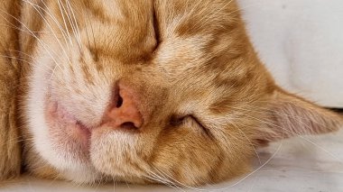 Kedi uyuyan yüz burunlu, turuncu gözlü, ayrıntıları kapat.