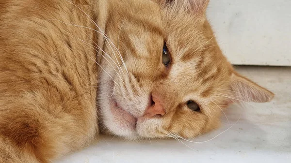 Katt Sömn Ansikte Näsa Ögon Brwon Orange Närbild Detaljer Huvud — Stockfoto
