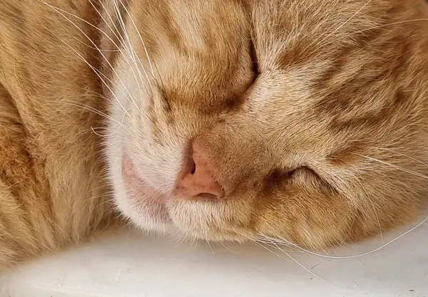 Cat Sleep Sleeping Face Nose Eyes Brwon Orange Close Details — Stock Photo, Image