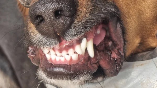 teeths tooth of fierce dog close up on mouth