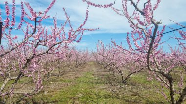 Varoia Yunan tarımında şeftali ağacı pembe çiçekleri