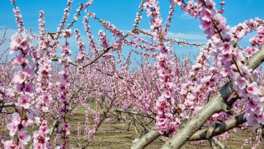 peach tree pink flowers in varoia greece  agriculture clipart
