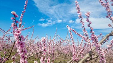 Varoia Yunan tarımında şeftali ağacı pembe çiçekleri