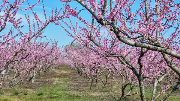 Varoia Yunan tarımında şeftali ağacı pembe çiçekleri