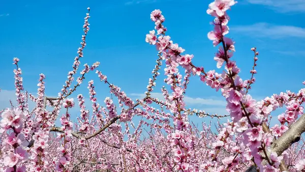 Varoia Yunan tarımında şeftali ağacı pembe çiçekleri