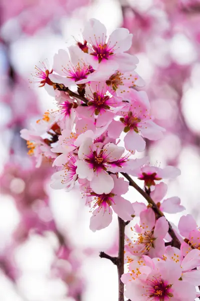 Almonds Flowers Branch Sky Branches Clouds Background Stock Photo