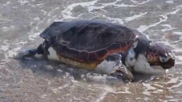 Turtle Caretta Caretta Beach Dead Preveza Greece — Stock Video