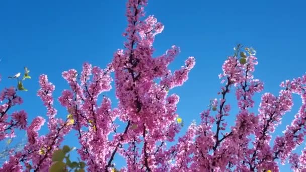 Redbud Flores Rosa Azul Céu Abelhas Primavera Estação — Vídeo de Stock