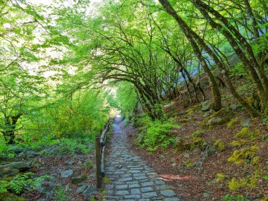 tunnel through green trees in spirng in ioannina perfecture iliochori village path to waterfalls greee in spring season clipart