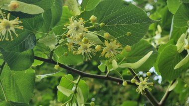 İlkbahar mevsiminde bitkisel çiçekler