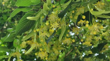 İlkbahar mevsiminde bitkisel çiçekler