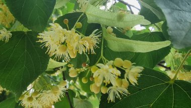 İlkbahar mevsiminde bitkisel çiçekler