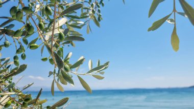 Dassia City Korfu Adası 'ndaki sahil ve deniz kenarında zeytin ağacı.