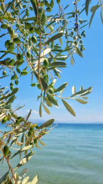 Dassia City Korfu Adası 'ndaki sahil ve deniz kenarında zeytin ağacı.