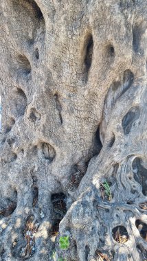 Dassia City Korfu Adası 'ndaki sahil ve deniz kenarında zeytin ağacı.