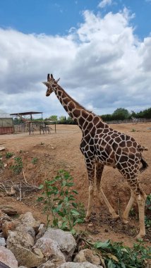 Zürafa başı mavi gökyüzü yiyerek safari yapıyor.