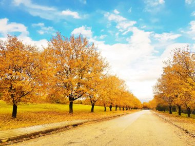 İoannina Üniversitesi 'nde sonbahar mevsiminde meşe ağaçları sarı yapraklar