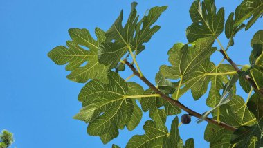 İoannina ya da Giannena sonbaharda yağan yağmurdan sonra sokağın sonunda.