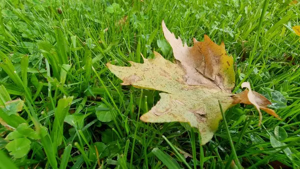 stock image ioannina or giannena  lake after rain in autumn greece